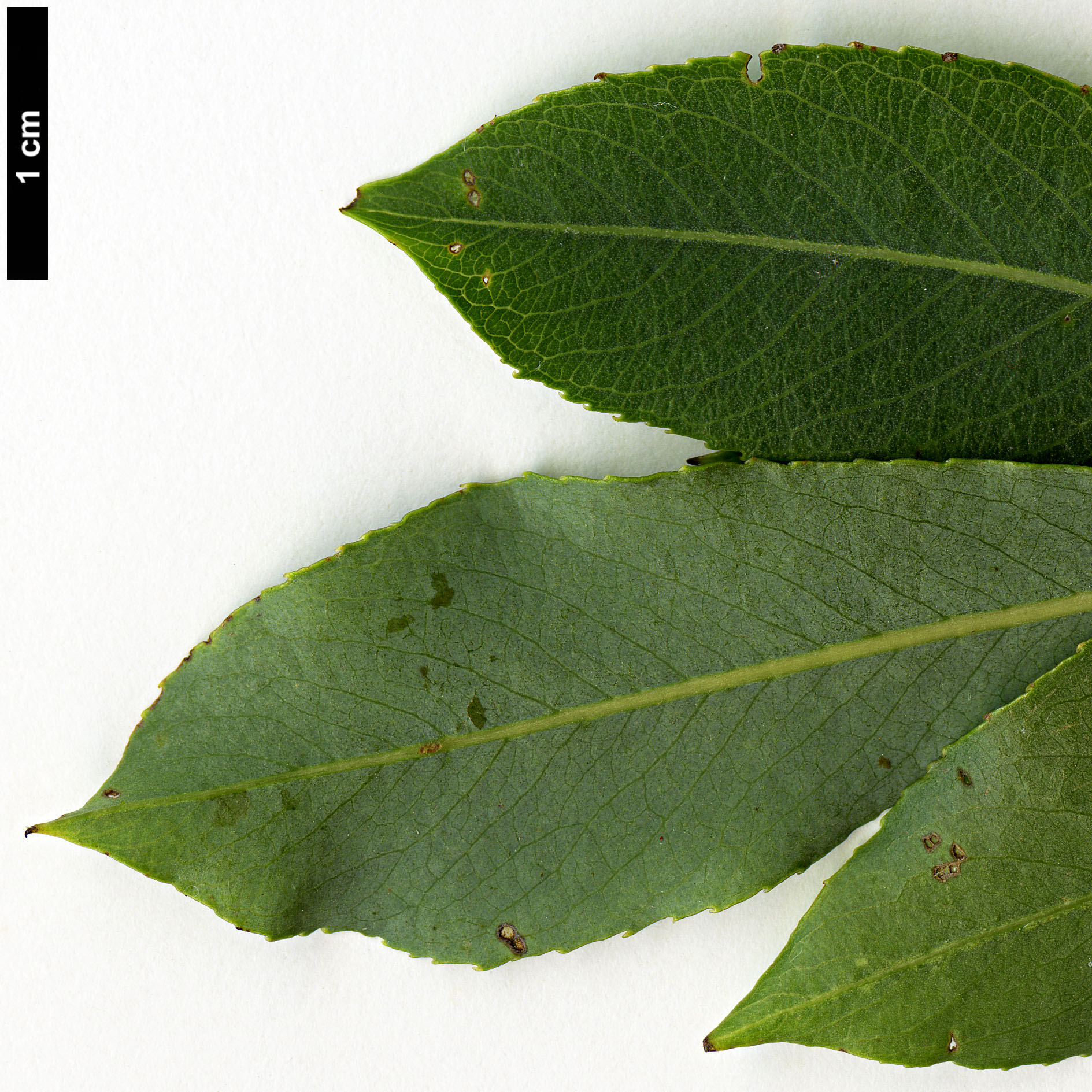 High resolution image: Family: Salicaceae - Genus: Salix - Taxon: purpurea - SpeciesSub: var. lambertiana